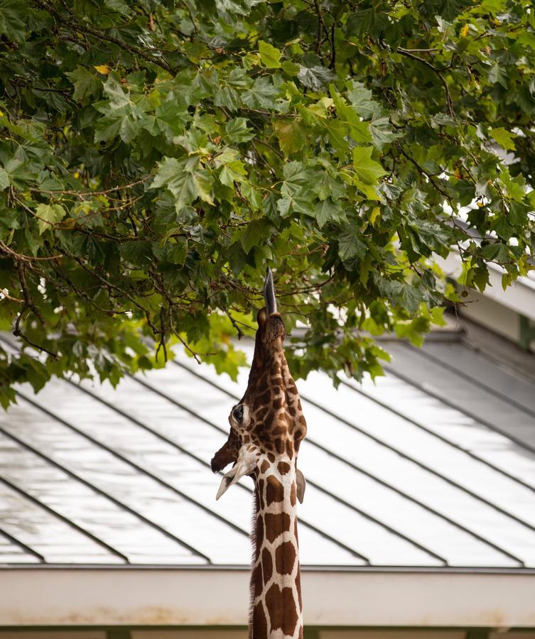 Quentin Zoo Hotel Amsterdam Exterior foto